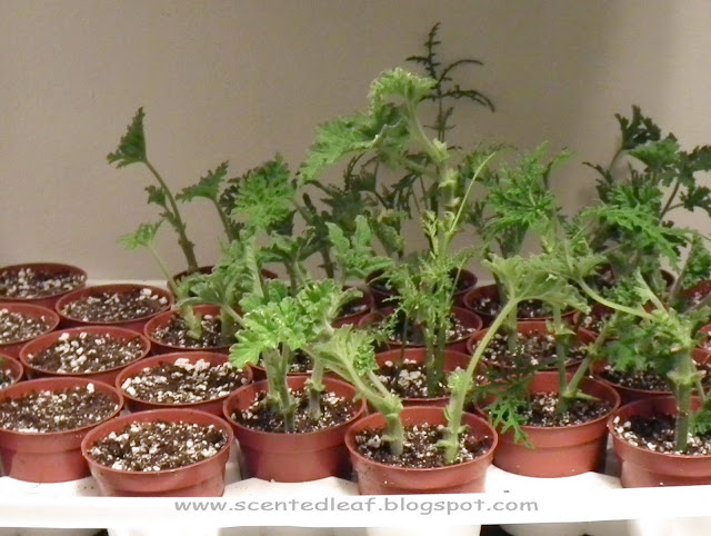 Planting pelargonium (geranium) cuttings in seeds tray