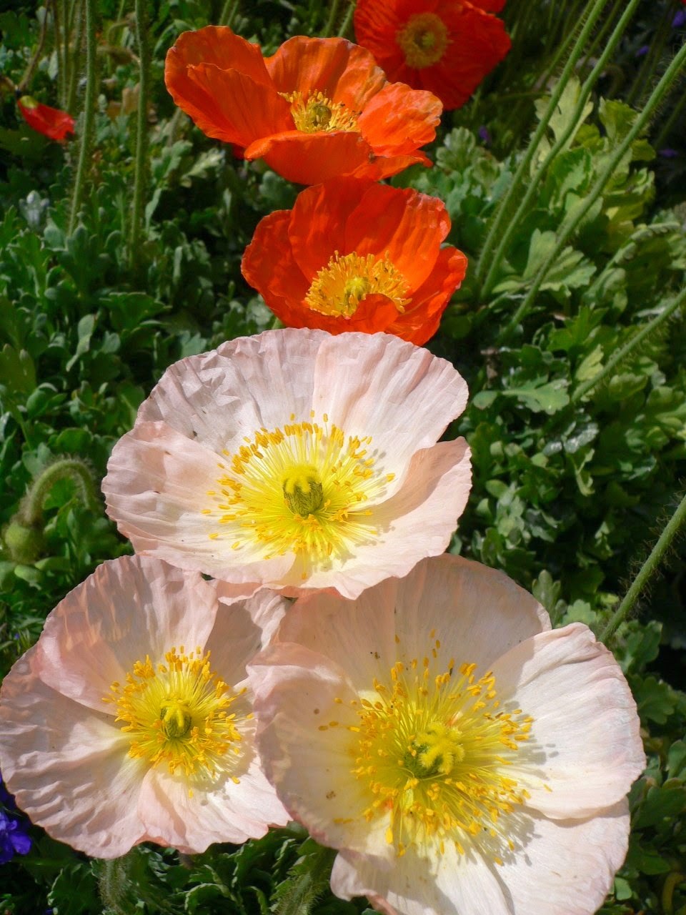 Flower Homes Iceland Poppy