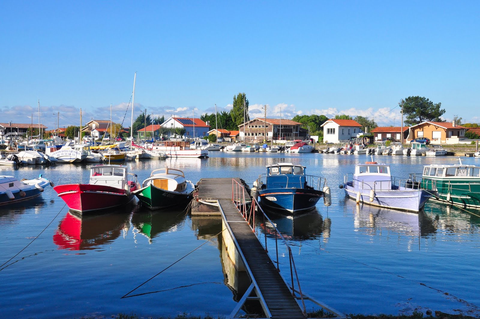 chat la teste de buch