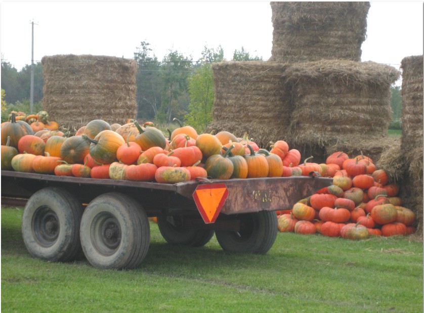 pumkin world fruits kings