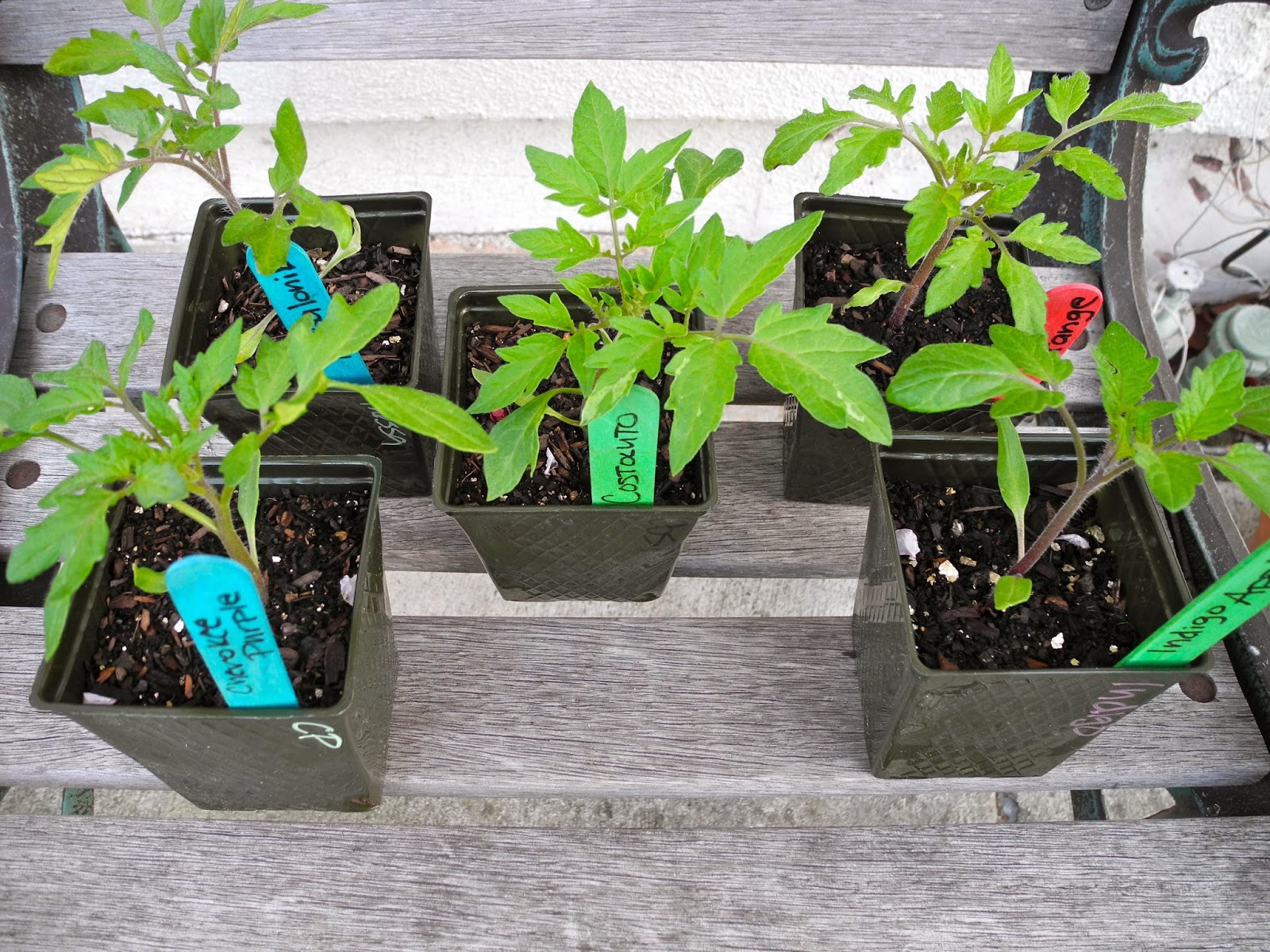 Ann's Green Garden Heirlom tomato plants for sale!