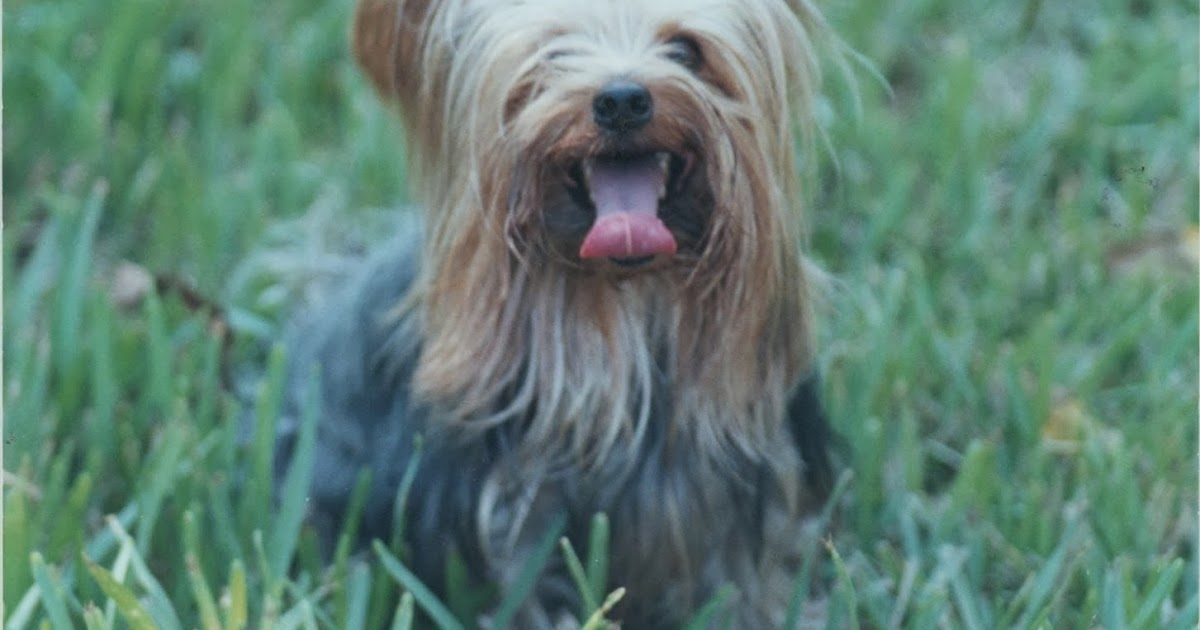 I eat what tastes good! Zipper, My Precious Baby Dog