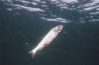 Alewife