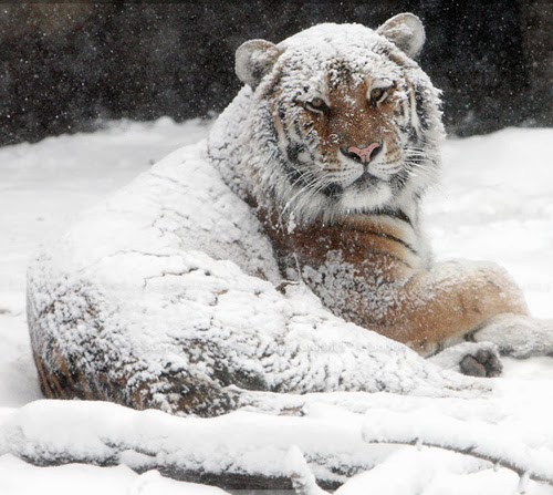 [Image: Pictures+of+Truly+Adorable+Animals+in+Snow+3.jpg]