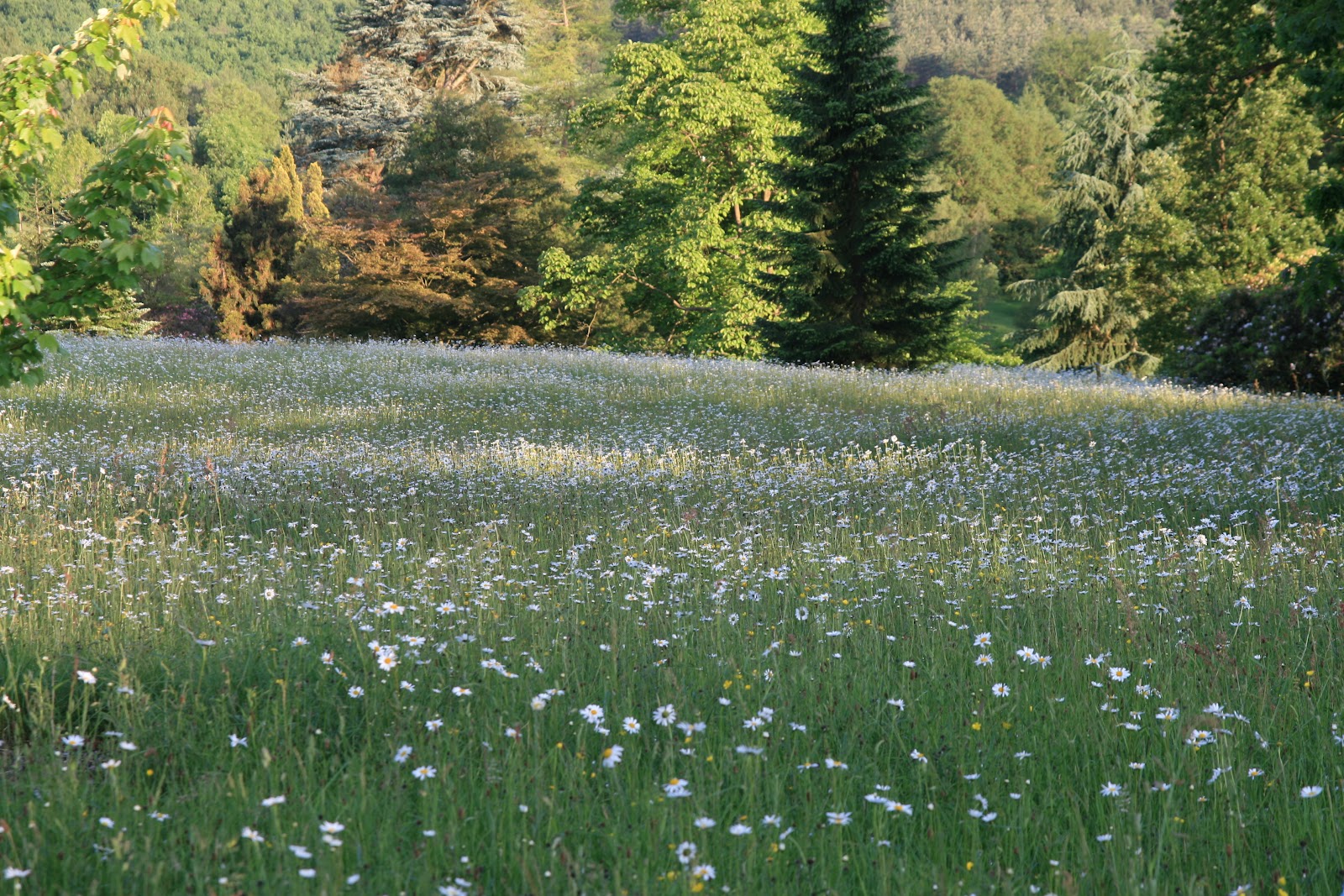 Wildflower Meadow Seeds