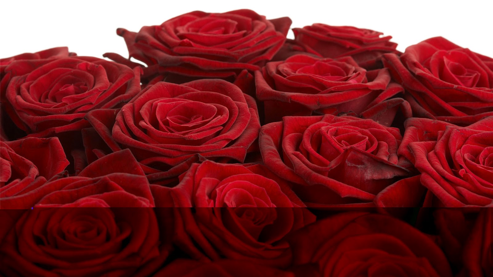 Send Flowers to Jaipur Florist in Jaipur