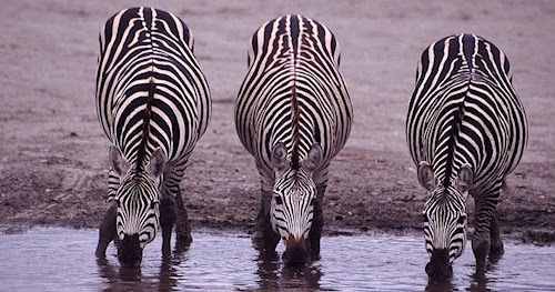 the myth of how the zebras got their stripes Aimed at children everywhere, this wonderful collection of folk tales that find their origins in tribes from all over africa, have been retold by dianne stewart these include legends such as 'how lion and warthog became enemies' from the lamba, 'how giraffe acquired his long neck' from east. the myth of how the zebras got their stripes Aimed at children everywhere, this wonderful collection of folk tales that find their origins in tribes from all over africa, have been retold by dianne stewart these include legends such as 'how lion and warthog became enemies' from the lamba, 'how giraffe acquired his long neck' from east.