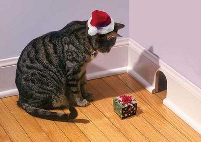 gato-con-regalo-de-navidad.jpg