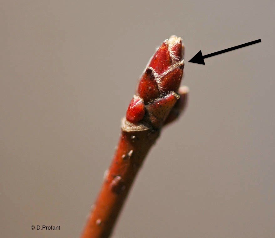 Field Biology in Southeastern Ohio Maples of Ohio