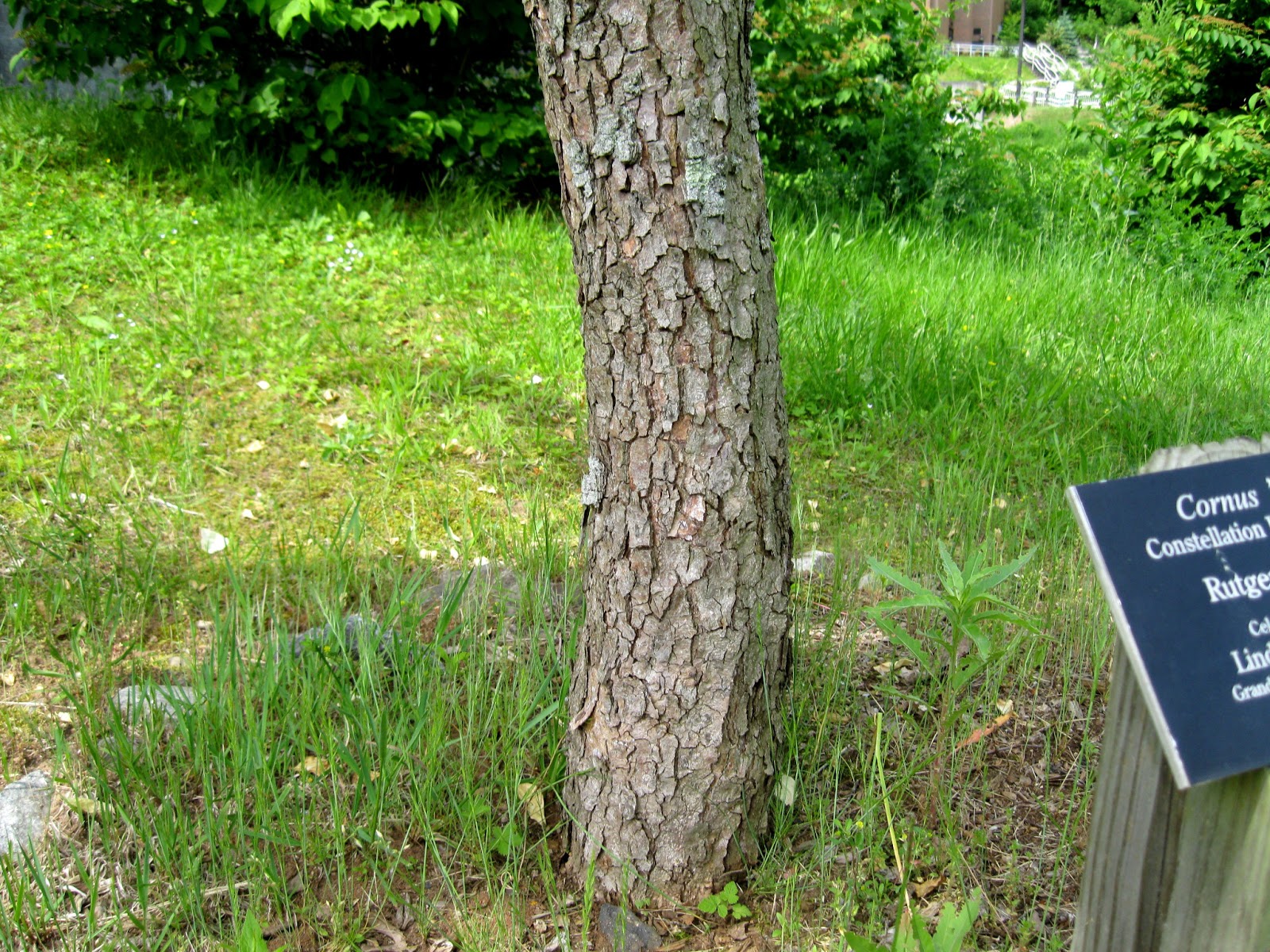 images of cornus mas bark images of cornus mas bark