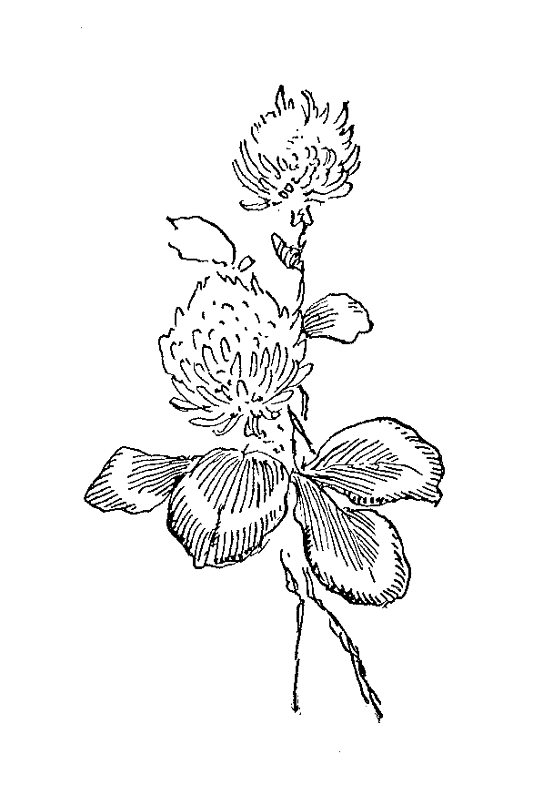 Digital Stamp Design: Free Flower Digital Stamp: Vintage Clover