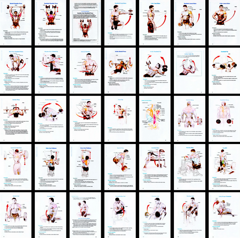 Bodybuilding Anatomy Exercise Chart