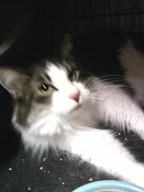 ADOPTED! SHEVA - MAINE COON