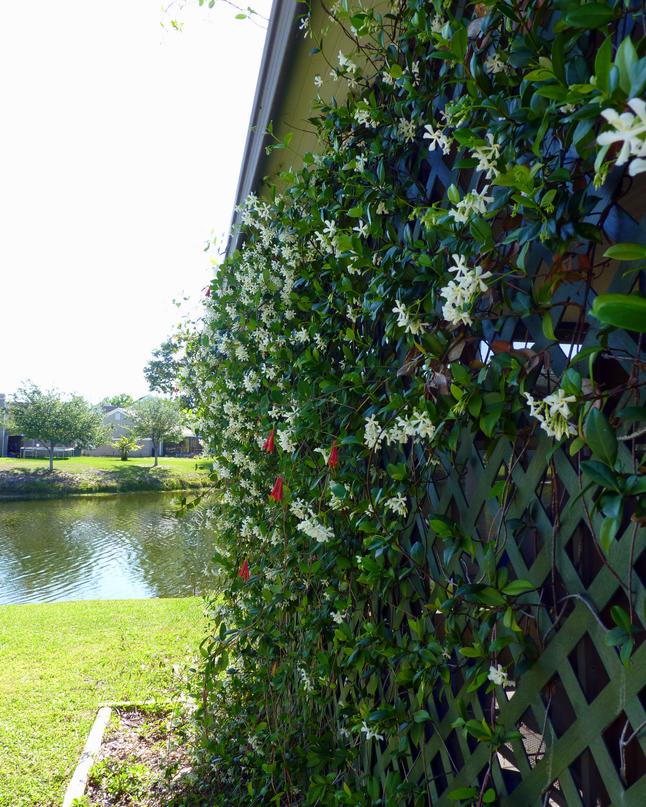 Green Giant Arborvitae And Other Conifers Can Be Sheered For A