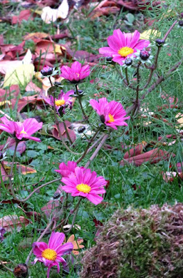 Neuer Gartentraum Page 24 Chan 6097002 Rssing Com