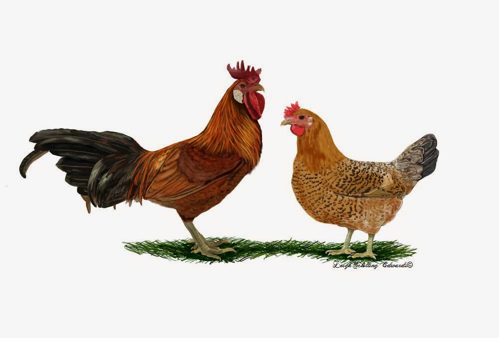 Sicilian Buttercup rooster and hen. 