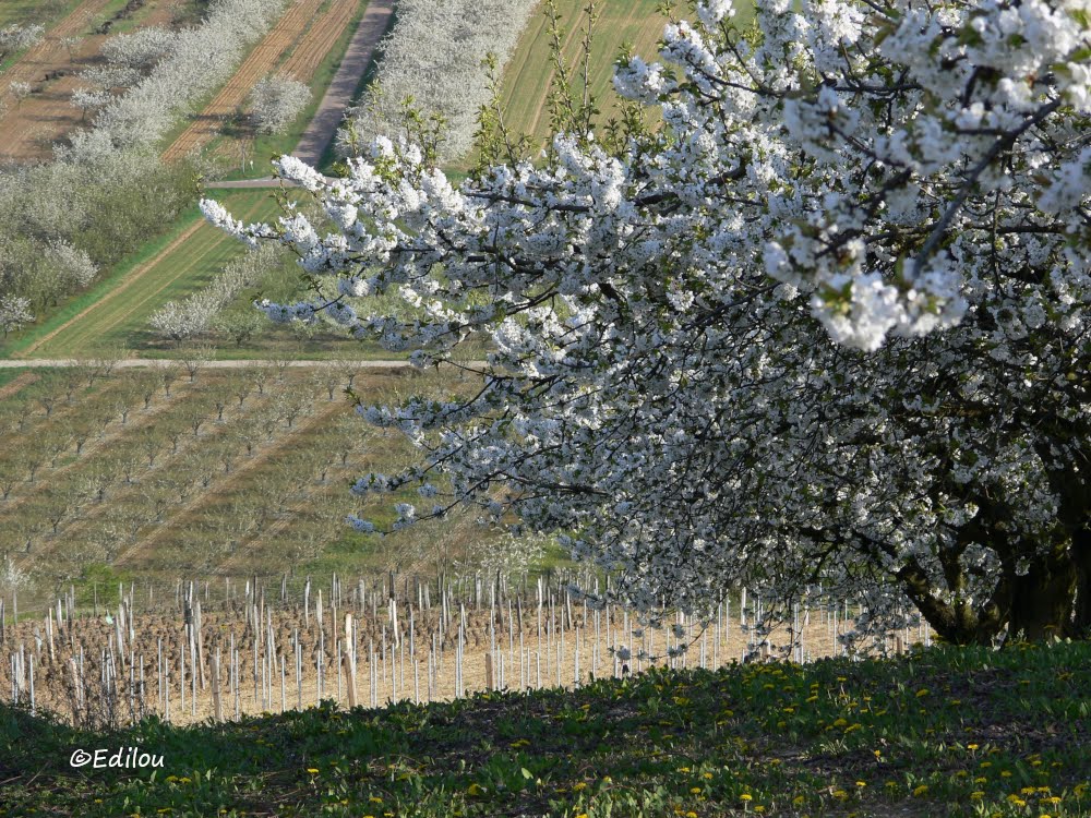 AU COIN DE LA VIGNE, the vineyard's corner, на углу виноградного сада