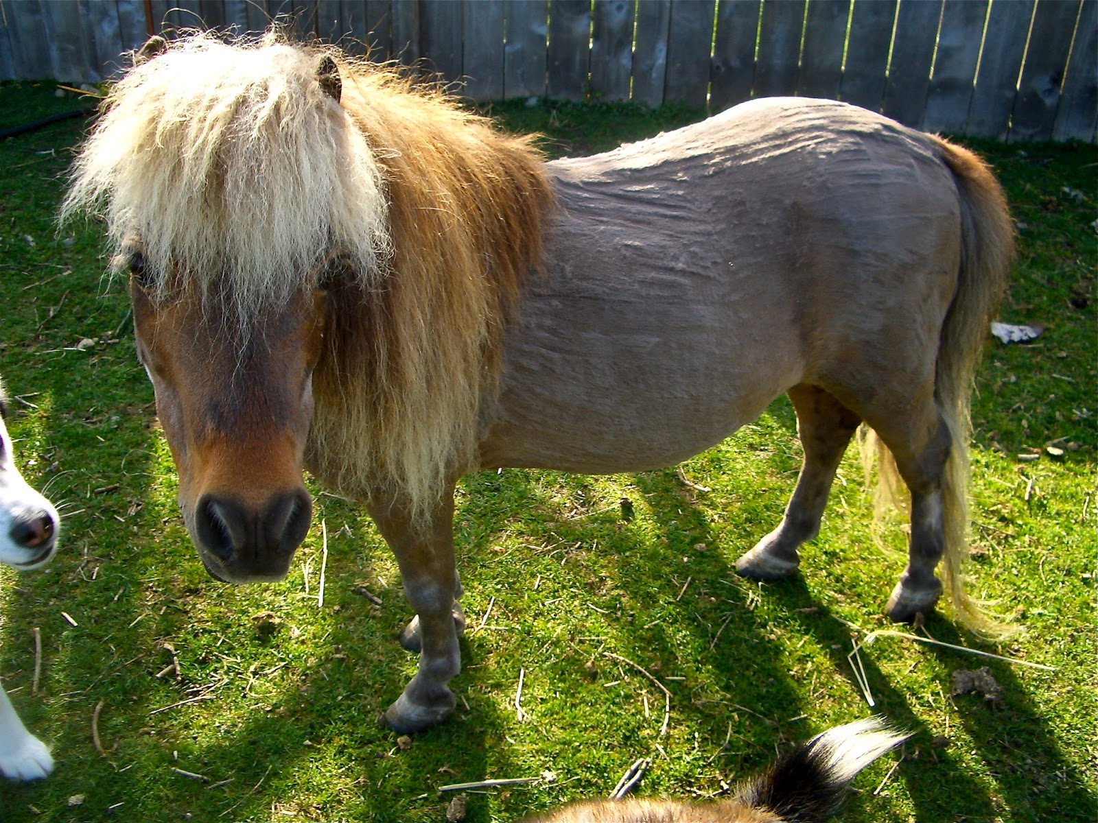 Life with Kids Meet Paladin {the miniature horse}