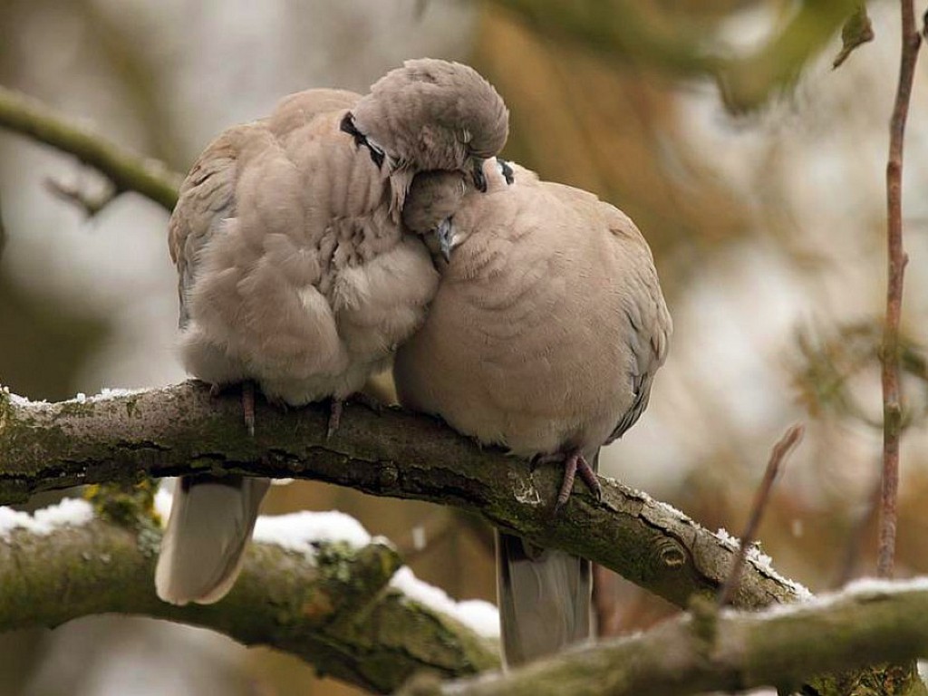 Bird Sleep