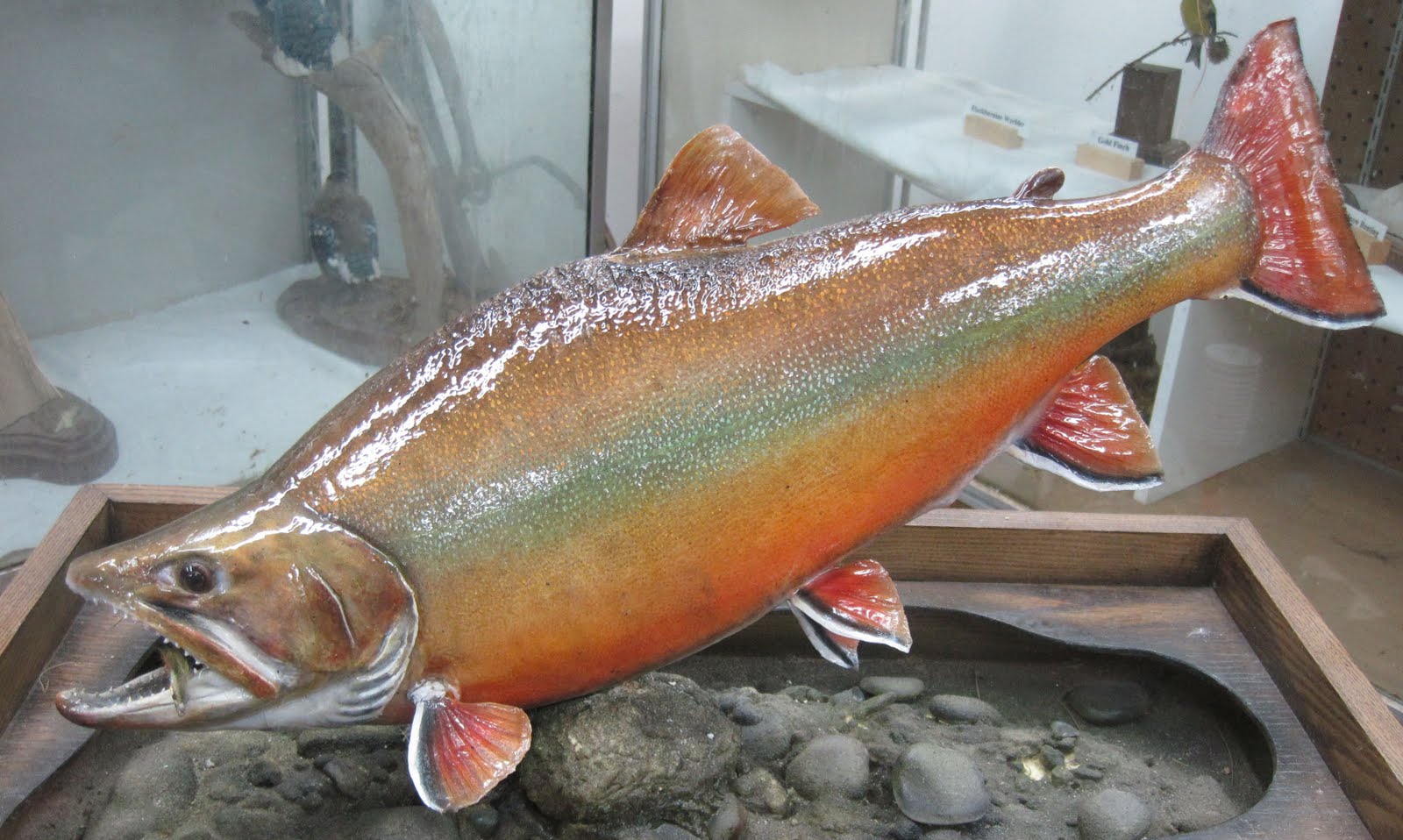 Jim's Wildlife Taxidermy Waterfowl, Upland Game