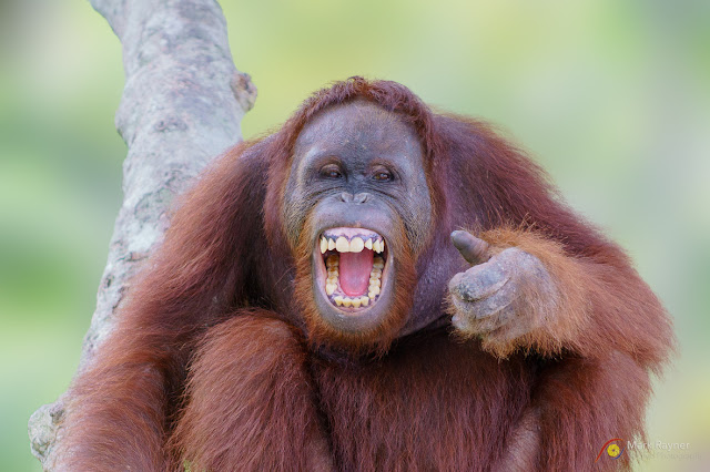 Cara Menambah Like Facebook Cara Menambah Like Facebook
