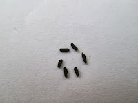 Catharanthus roseus's seeds