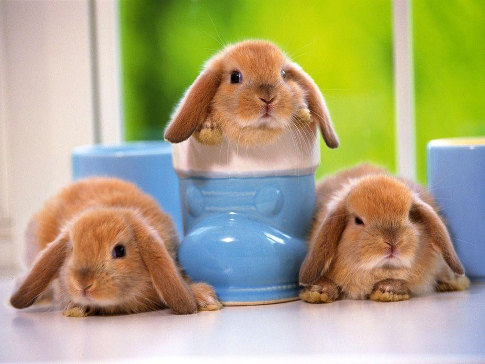 XS Wallpapers HD: Funny Rabbit Wallpapers