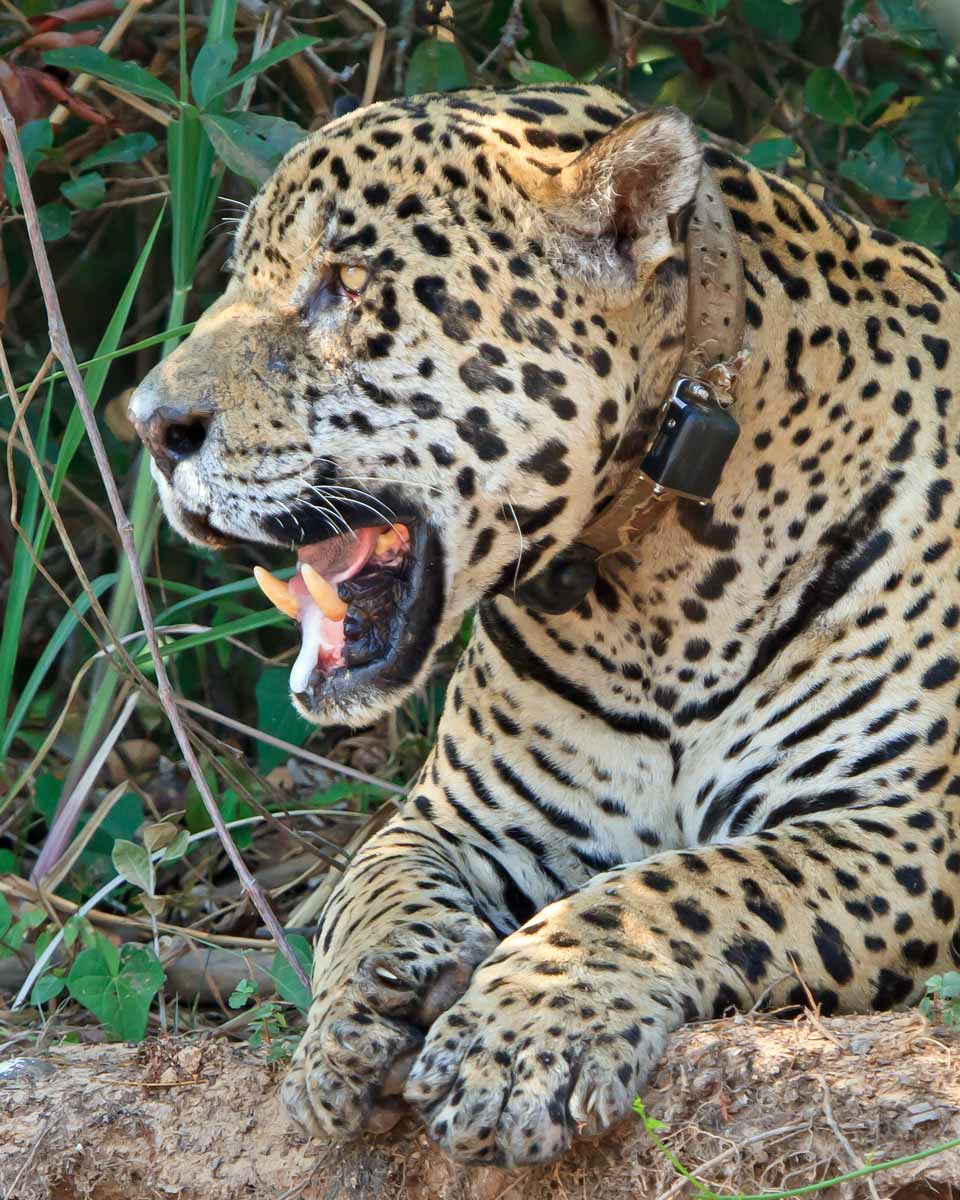 Massive Head, Neck & Muscles