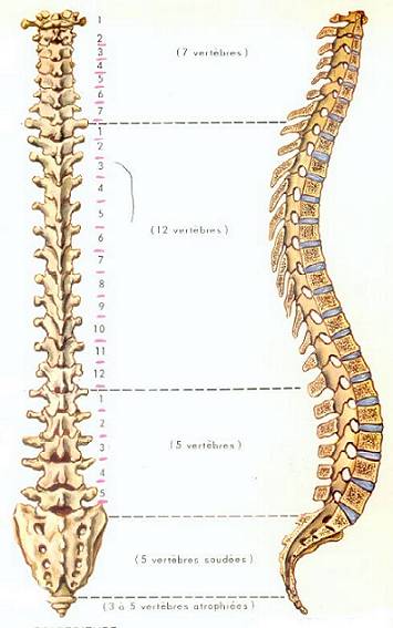 La Colonne Vertebrale