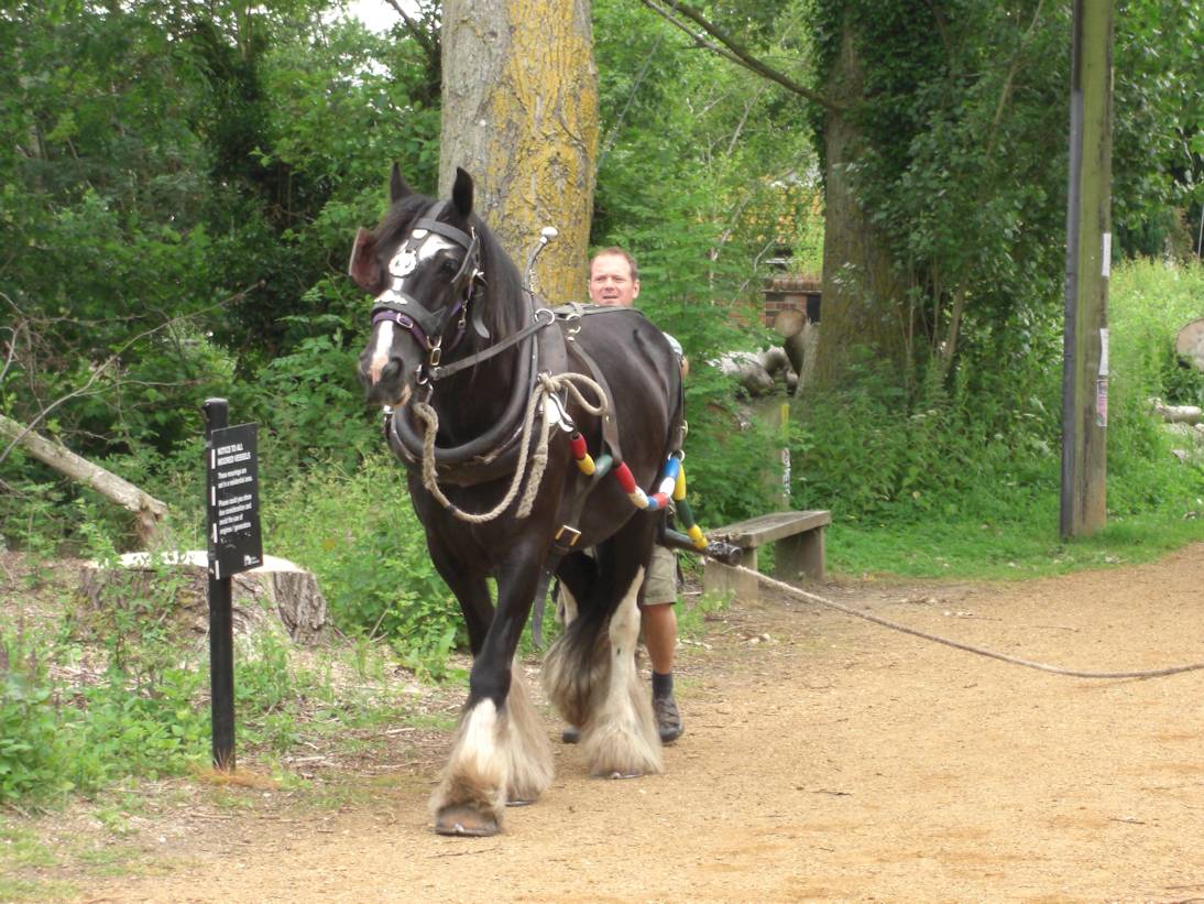 Many Meetings A Hungry Horse