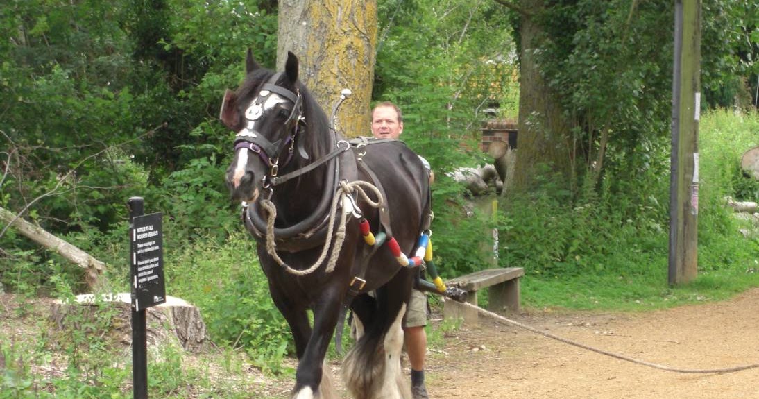 Many Meetings A Hungry Horse