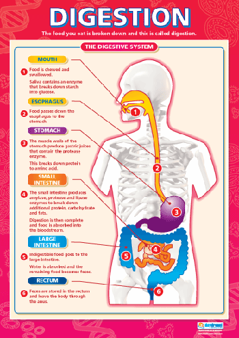 Digestion For Kids