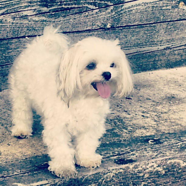 [twitter] @cupidkosovan Instagram+picture+photo+image+cute+maltese+dogs+happy+smiling+adorable+Sawyer