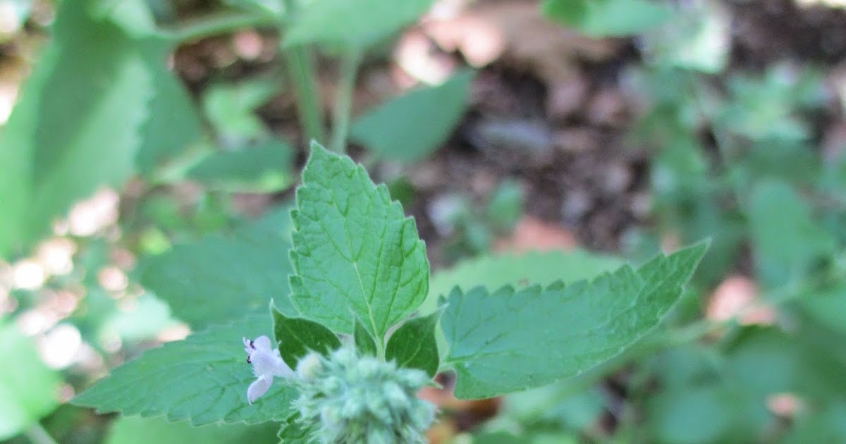 Plant Lover Diaries Catnip (cat crack)