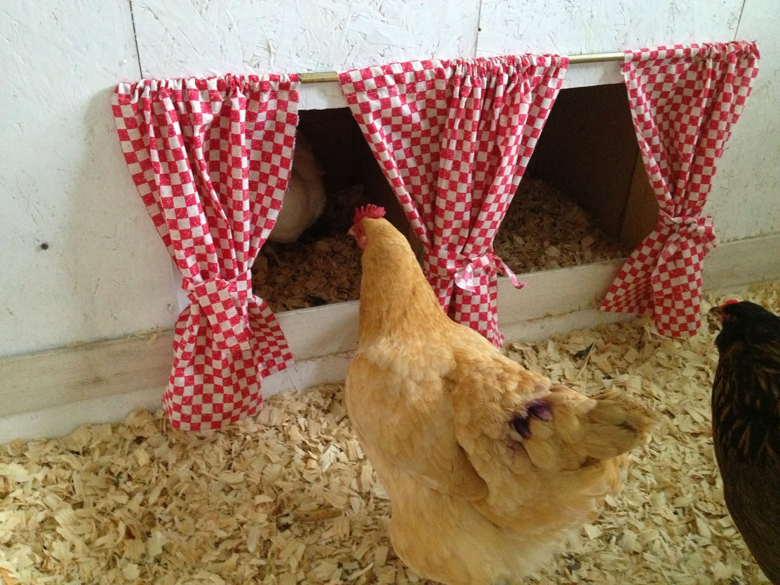 Shirley s World New Chicken Coop Decor
