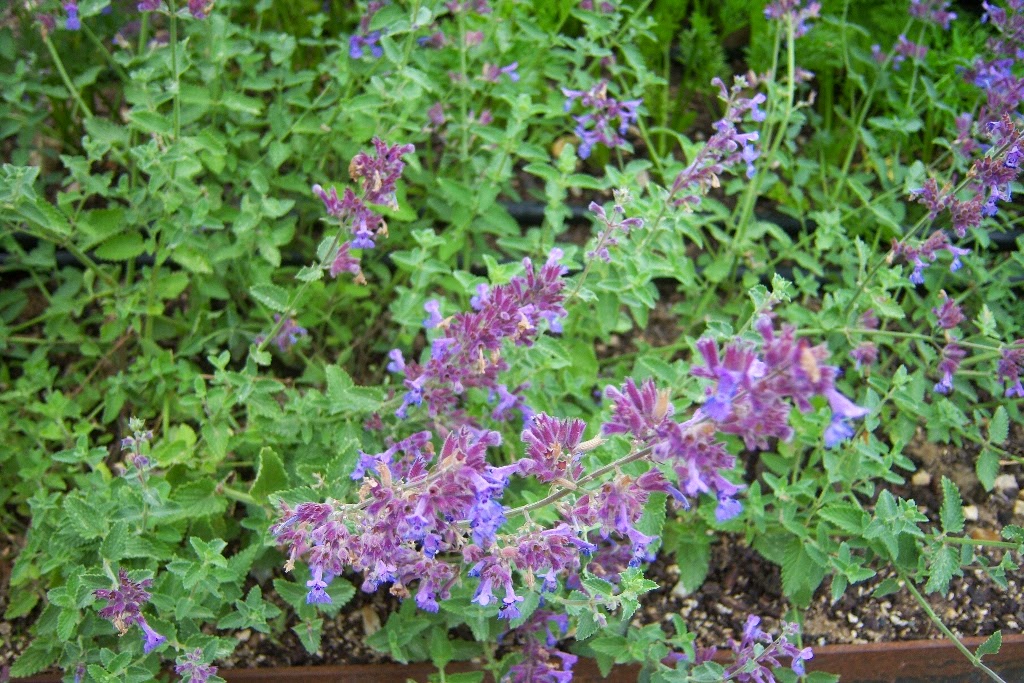 300 Semi Di Erba Gatta (Nepeta Cataria) - Resistente Alla Siccità, Attrae Impollinatori | Per Gatti E Giardino - Foto 4