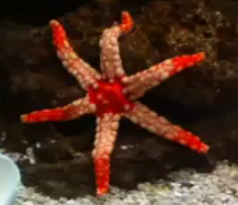 orange marble starfish