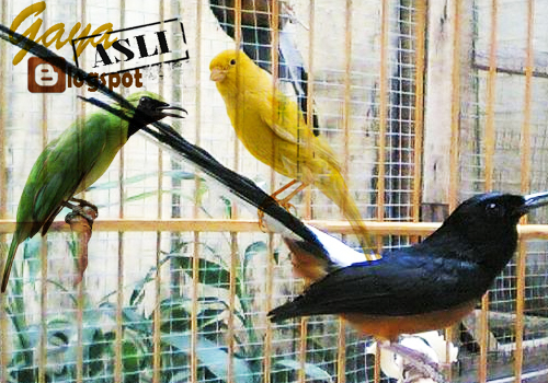 Mengenal Tempat Atau Situs Jual Beli Burung Berkicau Secara Online Situs Jual Beli Burung