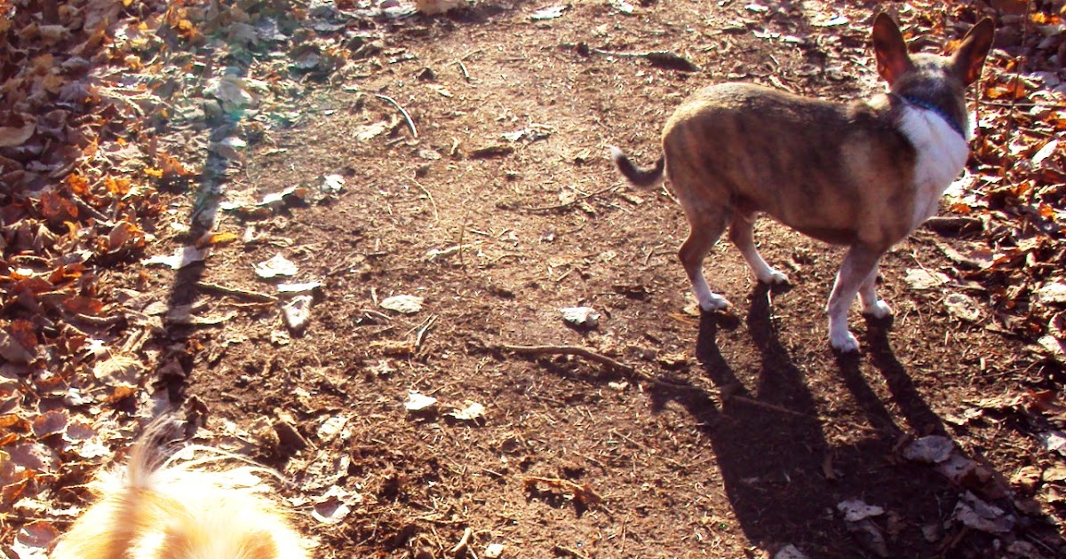 puppy refuses to walk ottawa valley whisperer does your puppy or refuse to walk on a leash puppy refuses to walk ottawa valley whisperer does your puppy or refuse to walk on a leash