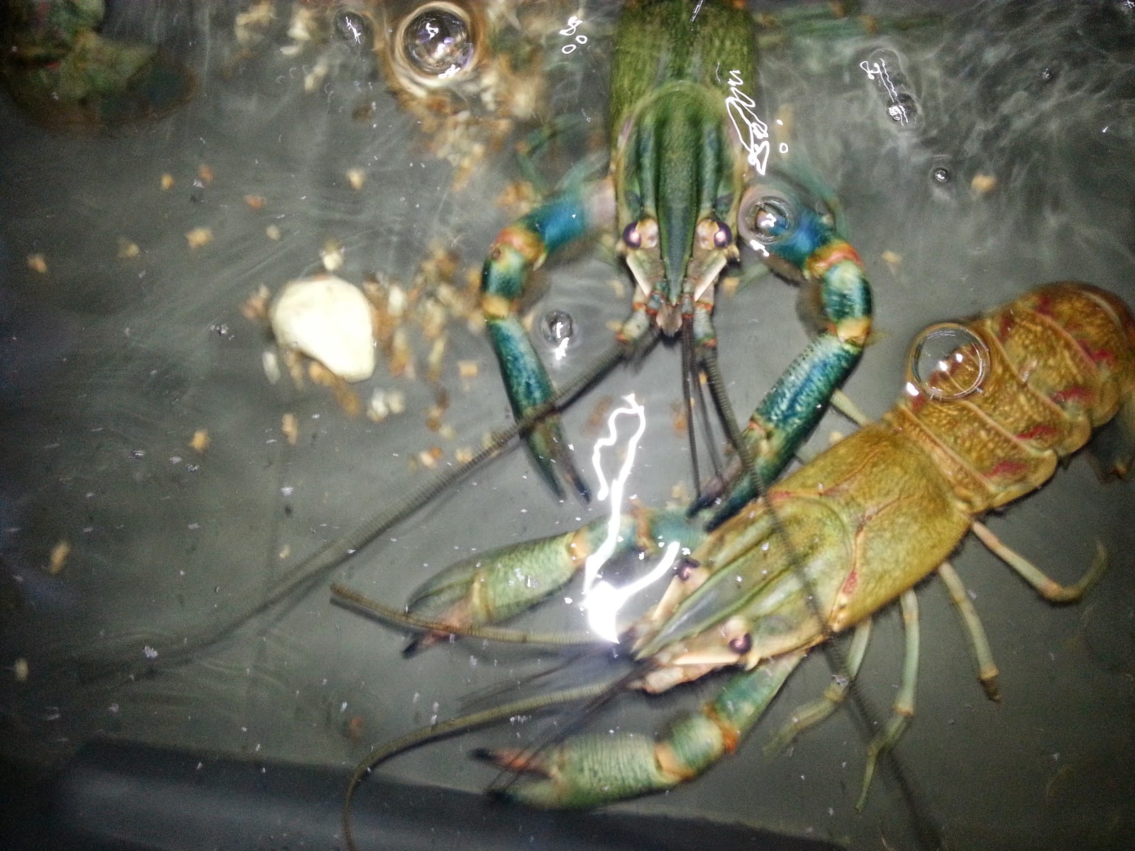 How to breed crayfish at home 70 How to breed crayfish at home 37