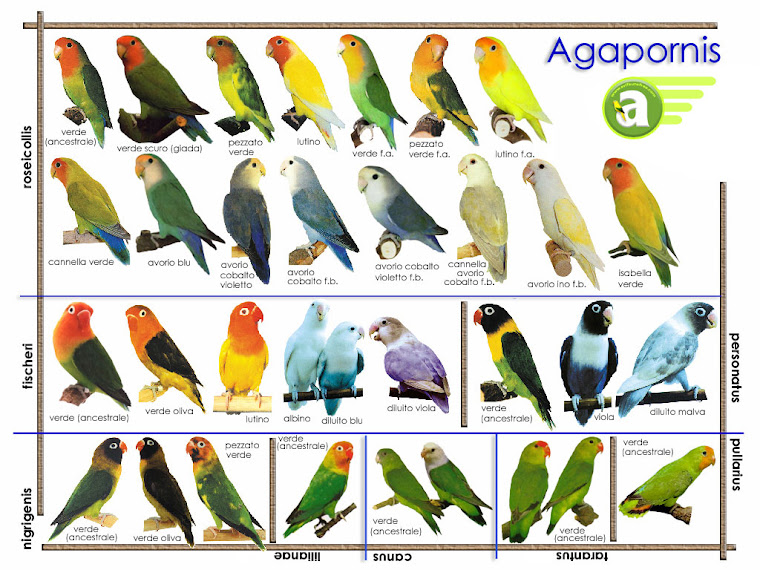 ESPECIES DE AGAPORNIS