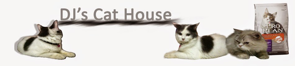 Darwin Jawak Cat House