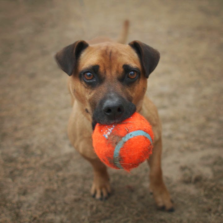 russel terrier pug mix terrier and pug mix pictures jurassic world emblem wallpaper high russel terrier pug mix terrier and pug mix pictures jurassic world emblem wallpaper high