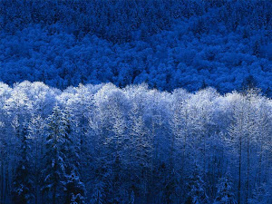 Floresta  Azul