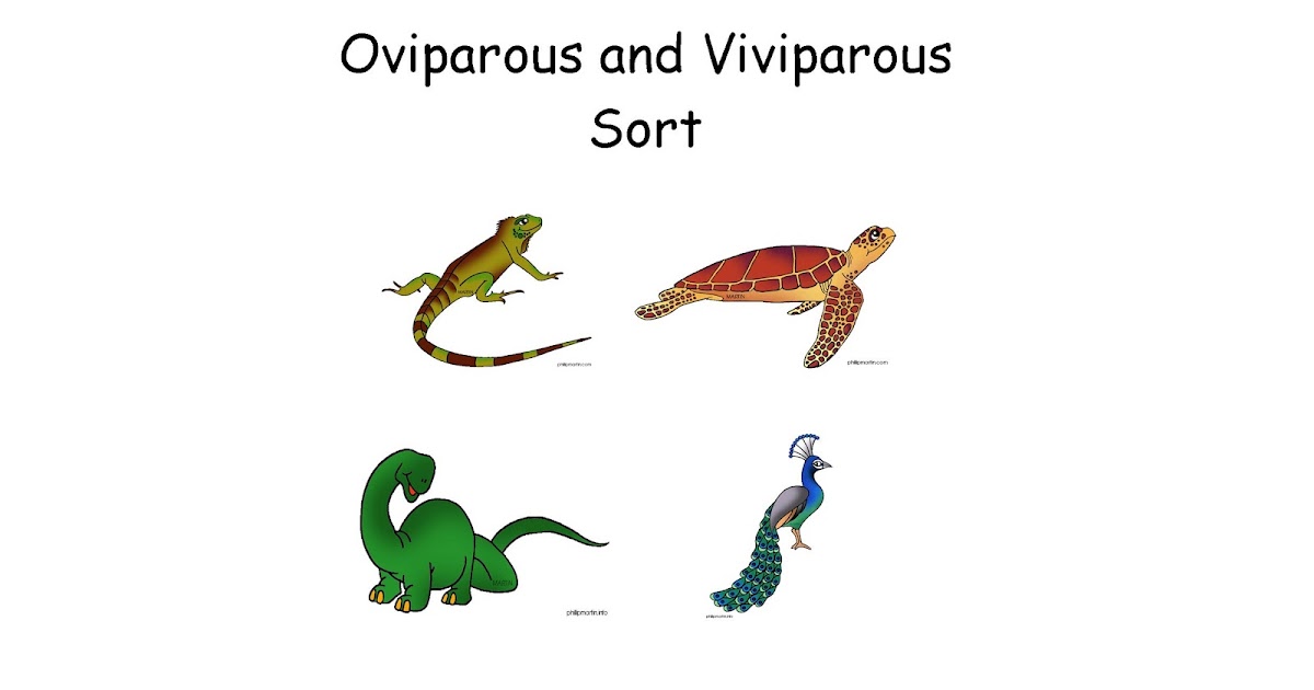 Classroom Freebies Too: Oviparous animals Sort