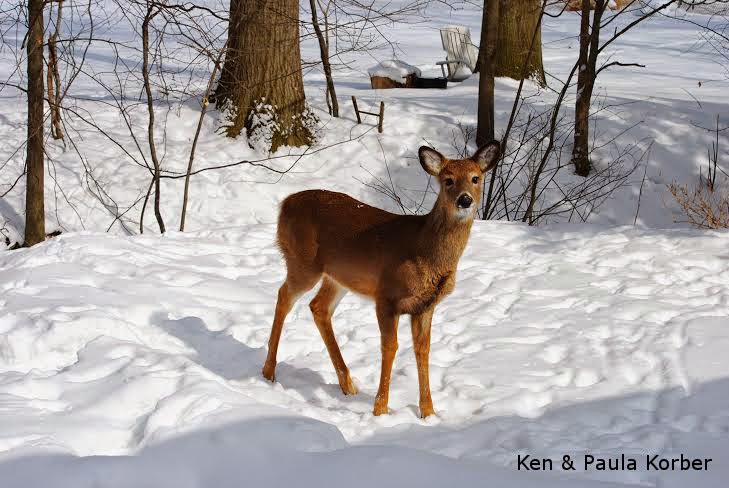 young deer in snow