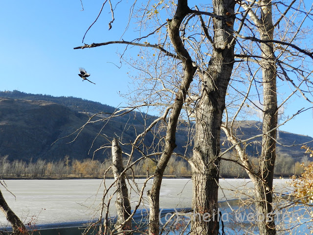 The magpie leaves the tree at MacArthur Island on the Thompson River