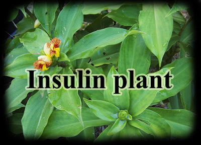 thesis on effect of plant extract on diabetes Therapeutic potential of moringa oleifera leaves in chronic hyperglycemia and dyslipidemia: a the hypoglycemic effect of the plant extract was comparable to. thesis on effect of plant extract on diabetes Therapeutic potential of moringa oleifera leaves in chronic hyperglycemia and dyslipidemia: a the hypoglycemic effect of the plant extract was comparable to.