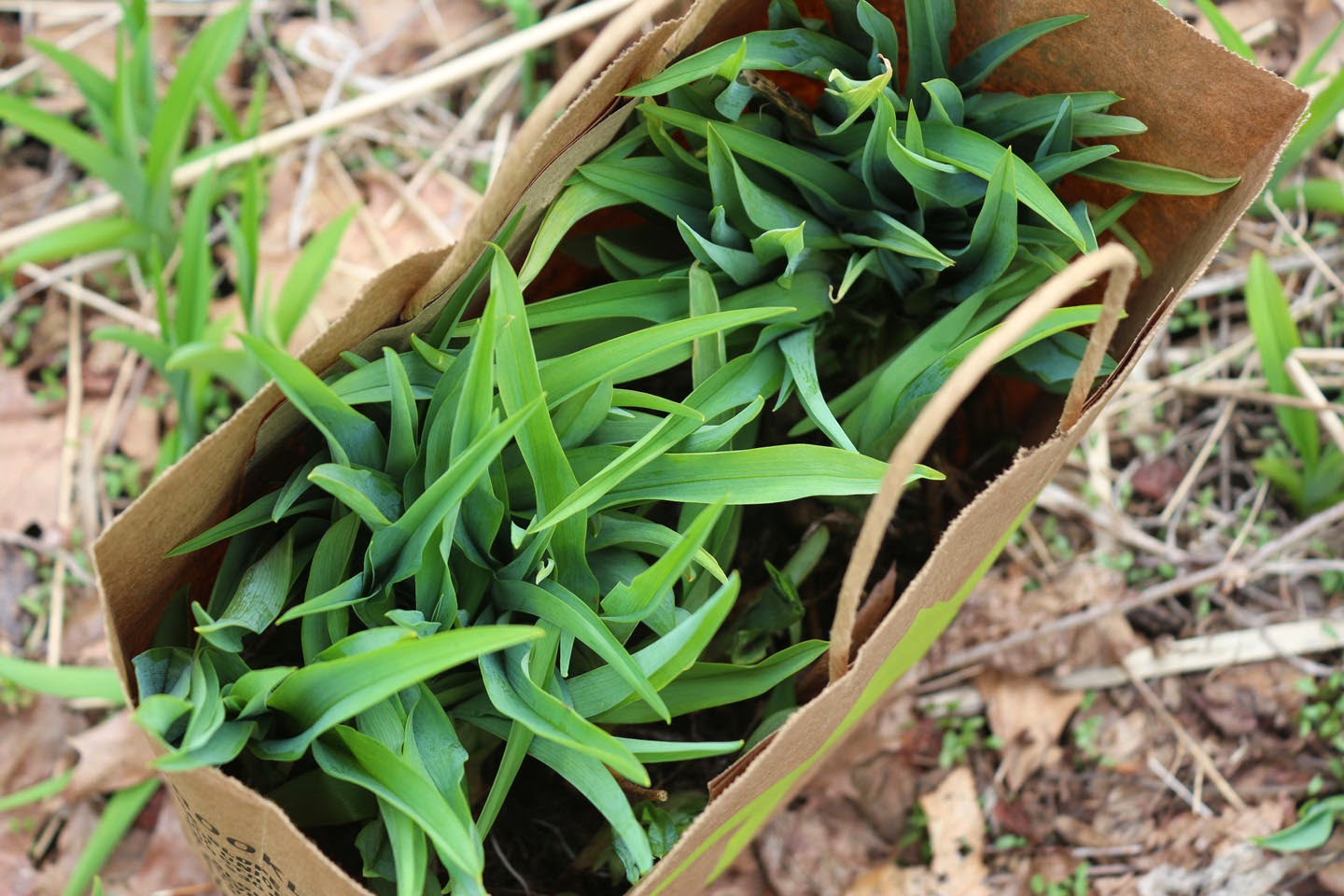 66 Square Feet (Plus) Edible weeds fugitive cuisine