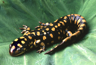 tiger salamander